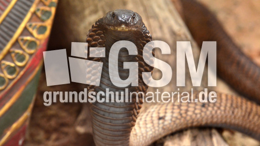 Arabische Kobra_2.jpg